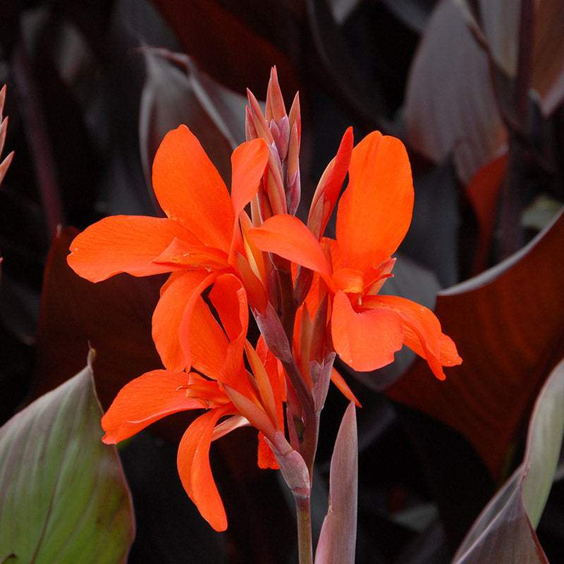86435-Canna-Eric-Neubert_852b0f11-43ea-4a2b-8863-ae27a6be8c00 - Fitza Florilor
