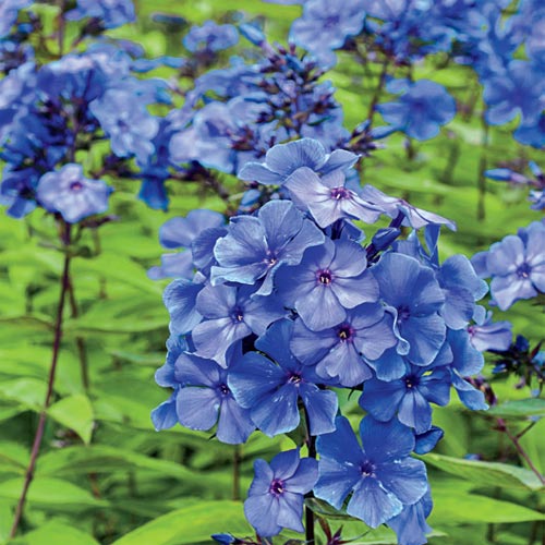 Bulbi Phlox - Paniculata - Albastru - 2 Bucăți