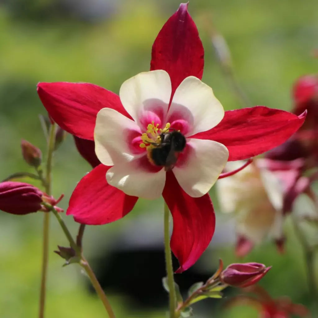 Bulbi de Căldărușe Aquilegia "Crimson Star I", 2 bucati