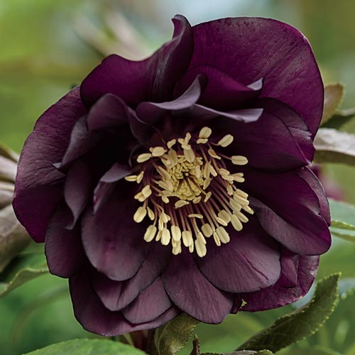 Bulbi de Heleborus "Double Ellen Purple", 1 Bucată