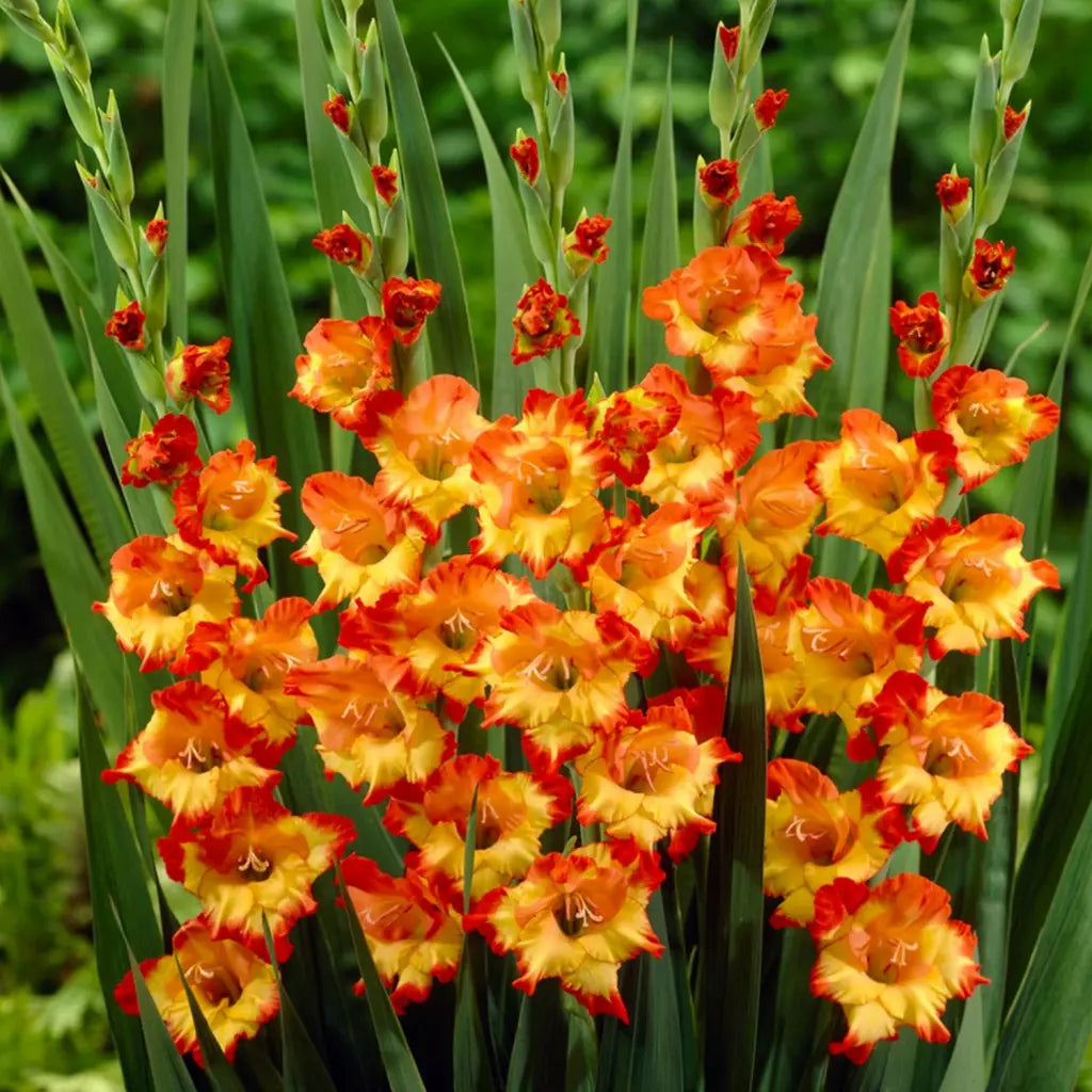 Bulbi de Gladiole "Princess Margareth Rose", 7 Bucati