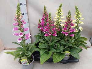 Digitalis, Roz, la Ghiveci de 3L, 1 Bucata