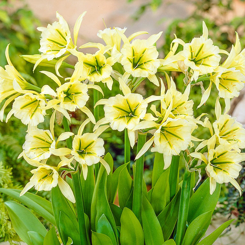 Bulbi de Crin "Paianjen Hymenocalis Festalis Sulphur Queen", 1 Bucata