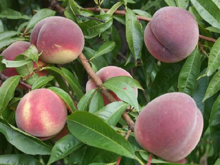 Piersic - Symfonia - Anul 3