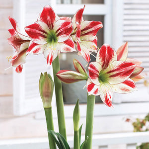 Bulbi de Amaryllis "Ambiance", 1 Bucata