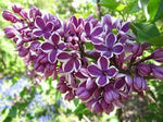 Liliac Syringa Vulgaris Roz Cu Alb Dublu, 1 Bucata