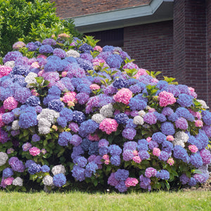 Hortensia "Hydrangea Macrophylla Blue", la Ghiveci de 30L, 100-120 cm, 1 Bucata