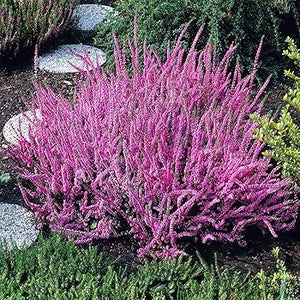 Calluna,1 Bucata