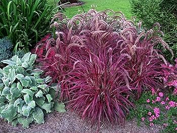 Iarba Chinezeasca Pennisetum Red,1 Bucata