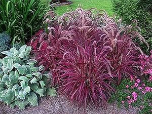 Iarba Chinezeasca Pennisetum Red,1 Bucata