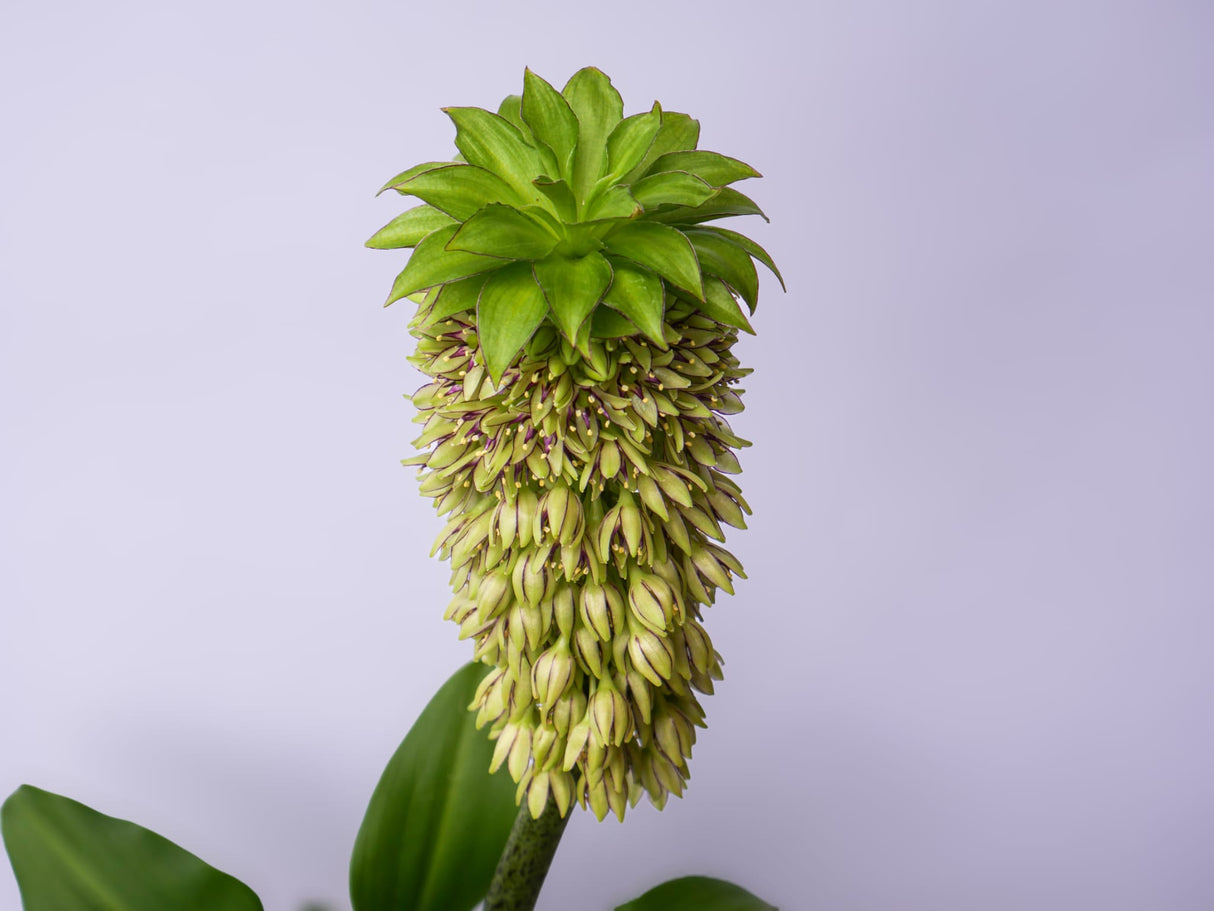 Eucomis Bicolor, 60cm, la Ghiveci de 3L, 1 Bucata