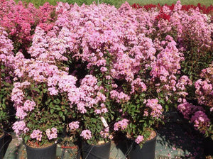 Liliac Indian, ''Lagerstroemia Indica Petit Pink (Rosa Nana), la Ghiveci de 45L, 150 cm, 1 Bucata