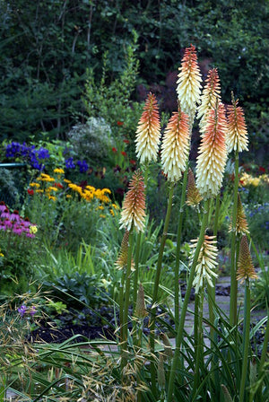 Bulbi de Kniphofia "Toffee Nosed", Crinul Faclie, 1 Bucata