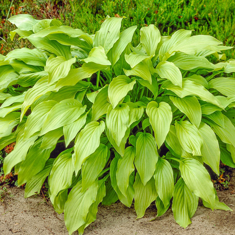 Bulbi de Hosta "Honeybells", 1 Bucata