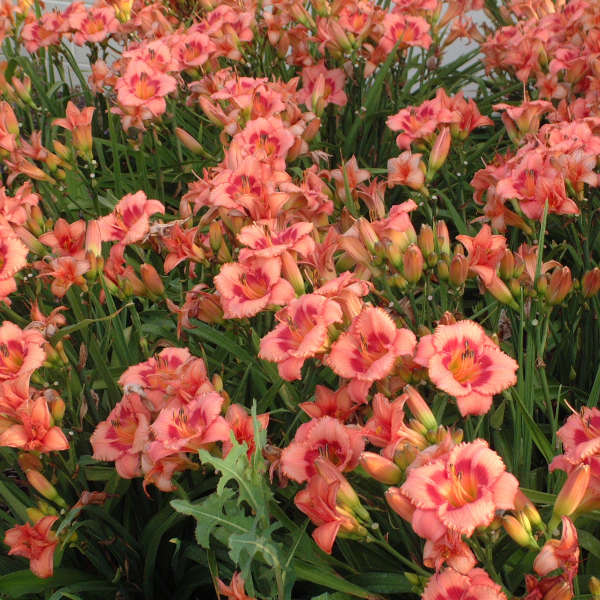 Bulbi de Hemerocallis "Strawberry Candy", Crin Salbatic, 1 Bucata