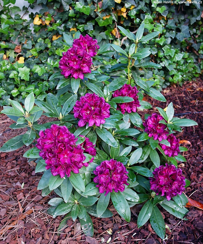 Rhododendron "Polarnacht",la Ghiveci, 1 Bucata