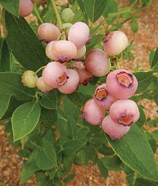Pomi Fructiferi - Afin - Pink Lemonade - Rod