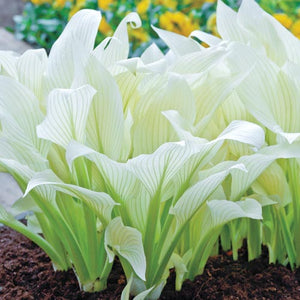 Bulbi de Hosta "White Feather", 1 Bucata