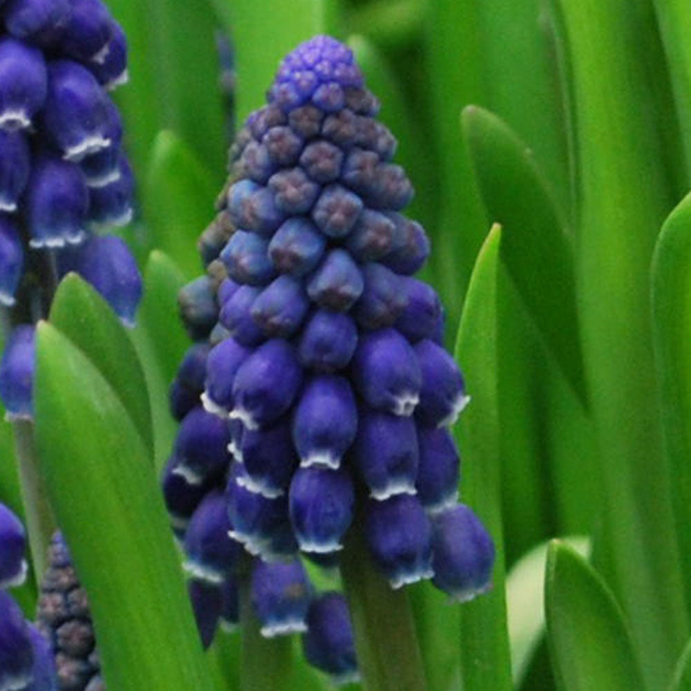 Bulbi de Muscari "Joyce Spirit", 5 Bucati