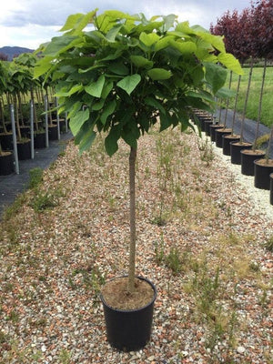 Catalpa Nana Glob, 1 Bucata