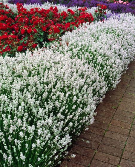 Lavanda, Alba, la Ghiveci de 3L, 1 Bucata