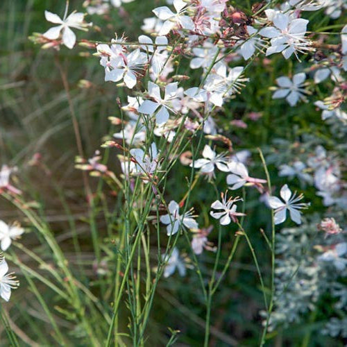Gaura "Whirling Butterflies" (Floarea albinei), 1 buc