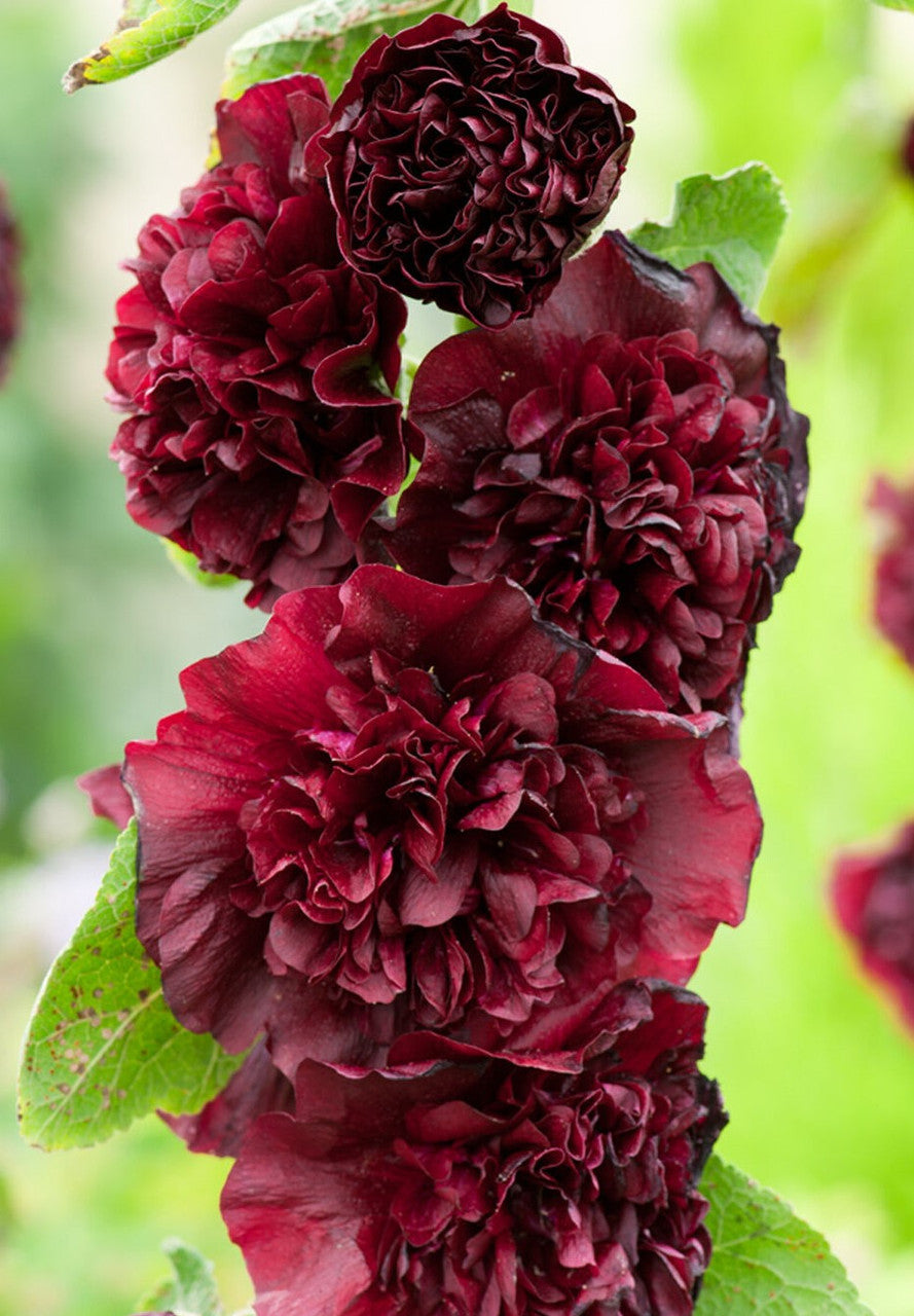 Bulbi de Nalba de Gradina "Alcea Double Dark", Red, 1 Bucata