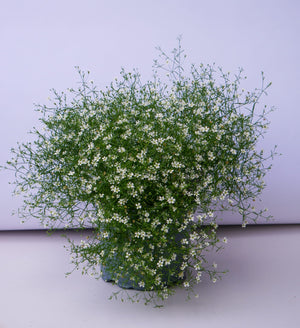 Floarea Miresei "Gypsophila", Alba, la Ghiveci de 3L, 1 Bucata