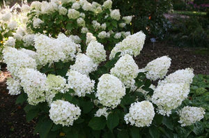 Hortensia Arbustiva Paniculata "Silver Dollar", la Ghiveci de 3L, 1 Bucata