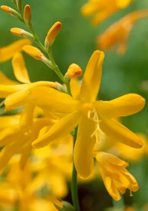 Bulbi de Crocosmia „George Davison”, 3 Bucati