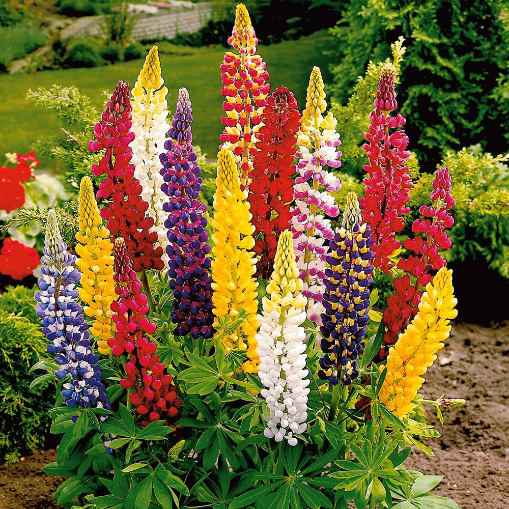 Seminte de Lupin Peren, 0.5 gr