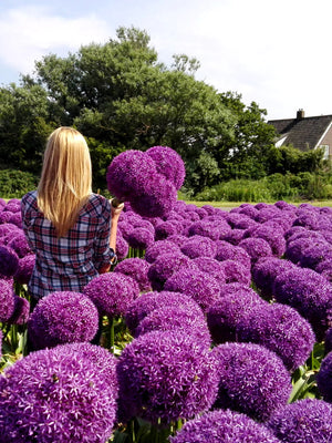 Bulbi de Allium "Akita", 2 Bucati