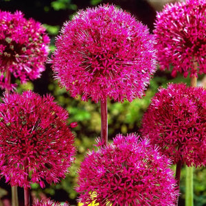 Bulbi de Allium "Red Giant", 2 Bucati