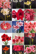 AMARILISMIXT15BUCATIPACHET_42dd8ce8-3621-43c8-b735-ce8e172092cf - Fitza Florilor