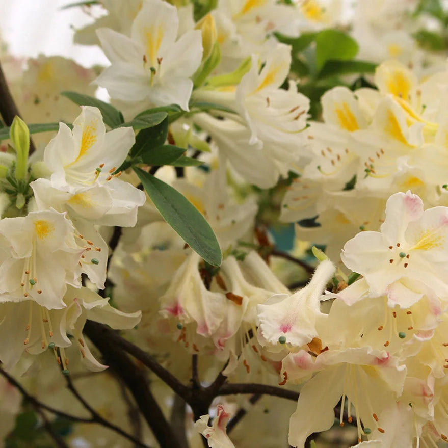 Azalea Daviesii, la ghiveci