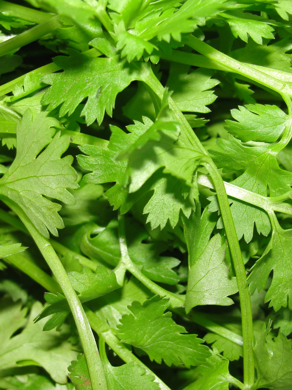 Seminte de Coriandru