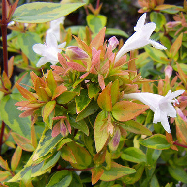 Abelia "Grandiflora Kaleidoscope", 40-60 cm, la Ghiveci de 10L, 1 Bucata