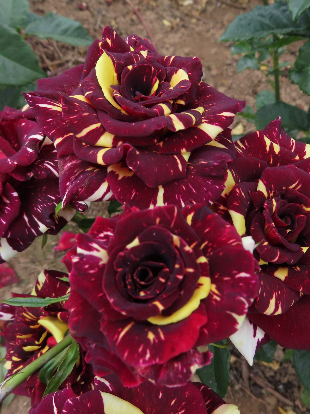 Trandafiri Butasi Teahibrizi - Hocus-Pocus - 1 buc