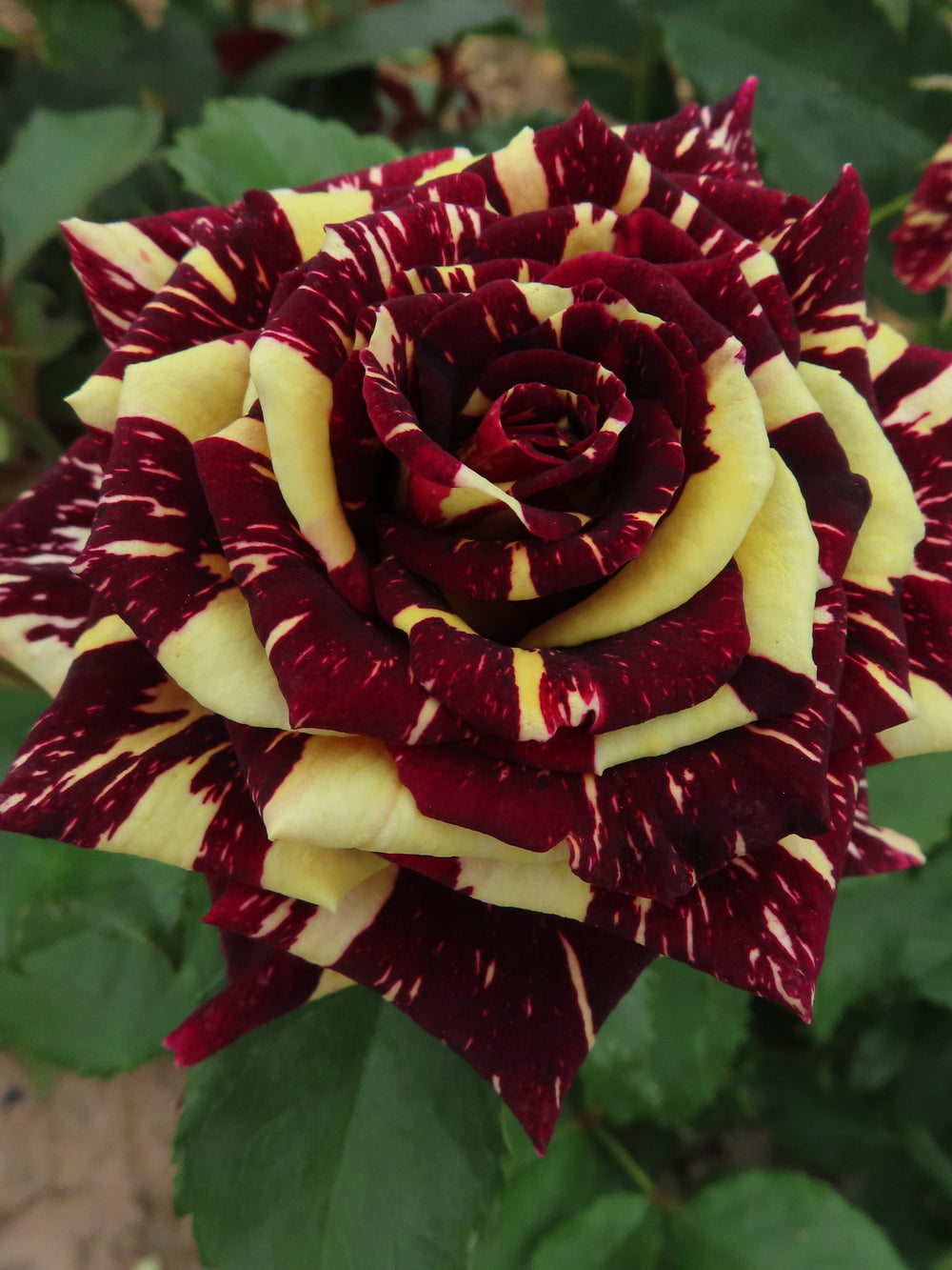 Trandafiri Butasi Teahibrizi - Hocus-Pocus - 1 buc