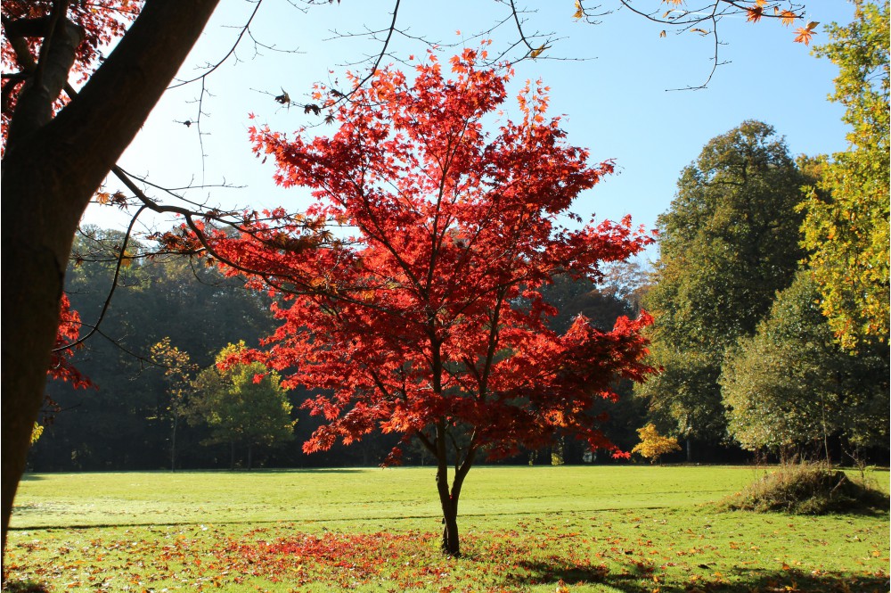 Artar Japonez, "Acer palmatum atropurpureum", Rosu, la Ghiveci de 3L, 1 Bucata