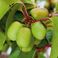Kiwi Actinidia Arguta Issai