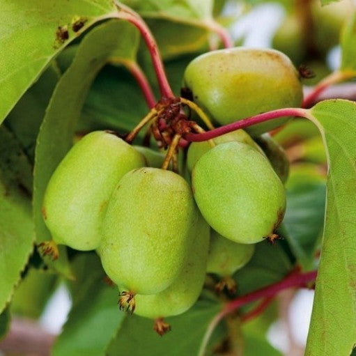 Kiwi Issai (Actinidia arguta Issai) la Ghiveci, 1 Bucata