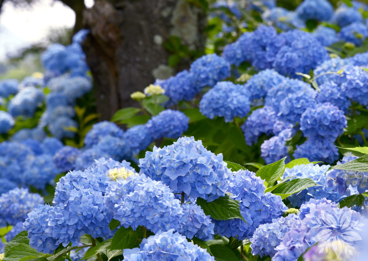 Hortensia Macrophylla "Bodensee", la Ghiveci de 3L, 1 Bucata