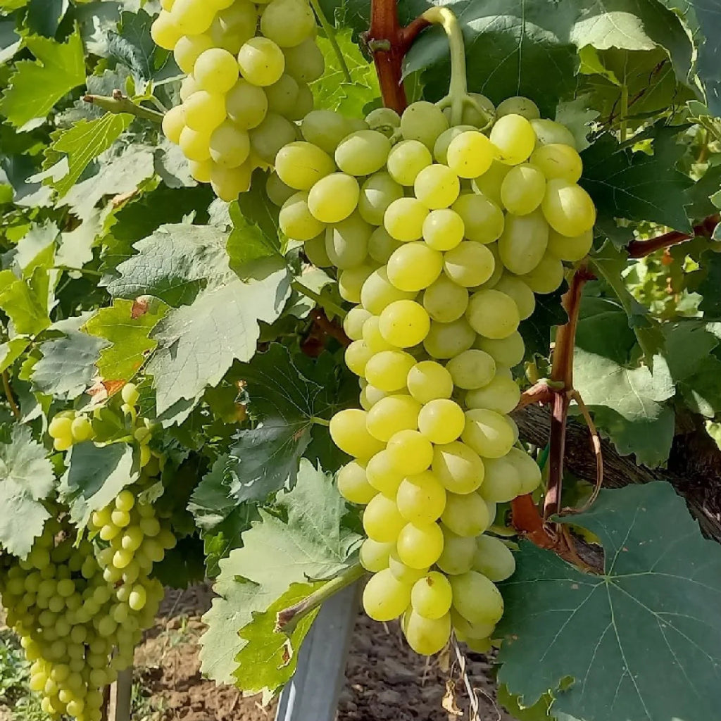 Butaș Viță de Vie de Masă "Afuz Ali", 1 Bucată