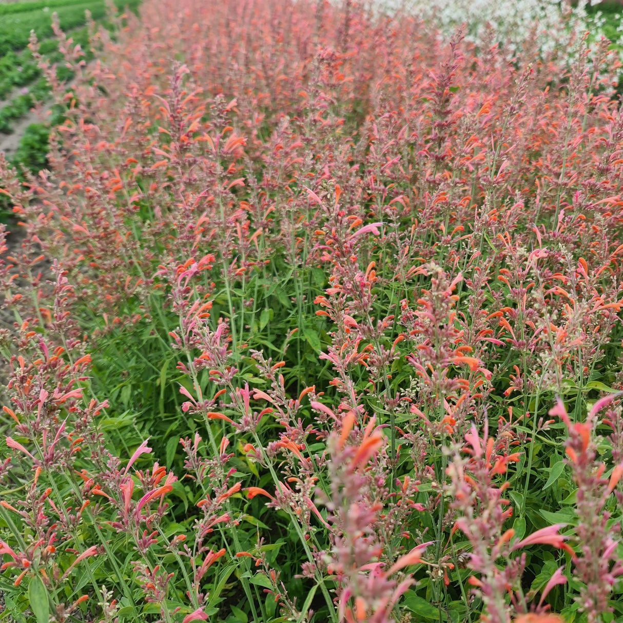 Agastache Fleur (Menta Colibri), 1 bucata
