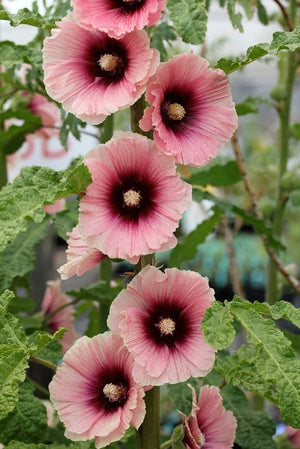 Nalba de Gradina "Alcea Rosea" Halo Apricot, la Ghiveci de 3L, 1 Bucata