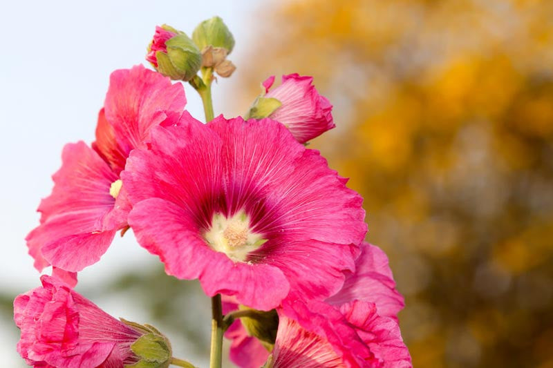 Nalba de Gradina "Alcea Rosea", Roz, la Ghiveci de 3L, 1 Bucata