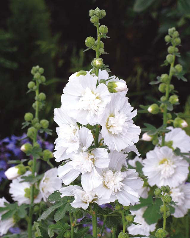 Nalba de Gradina "Alcea Rosea", Alb, la Ghiveci de 3L, 1 Bucata