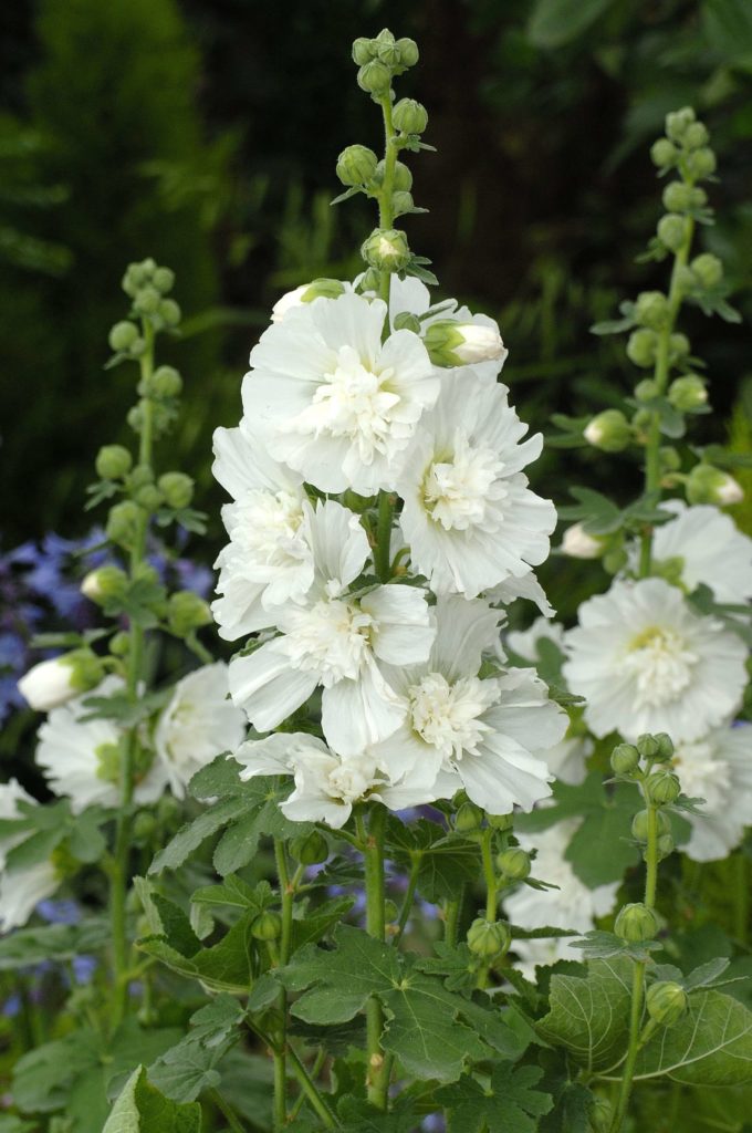 Bulbi de Nalba de Gradina "Alcea Rosea", Alb, 1 Bucata