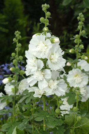 Bulbi de Nalba de Gradina "Alcea Rosea", Alb, 1 Bucata